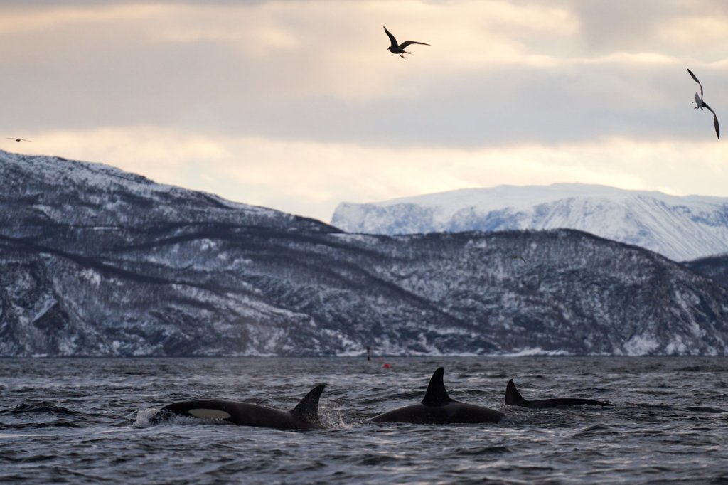 Orcas, Skjervøy